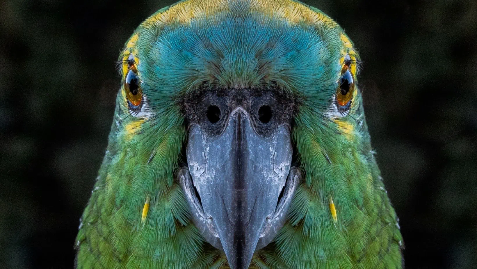 A green perrot looking at the camera in Amazon, Brazil.