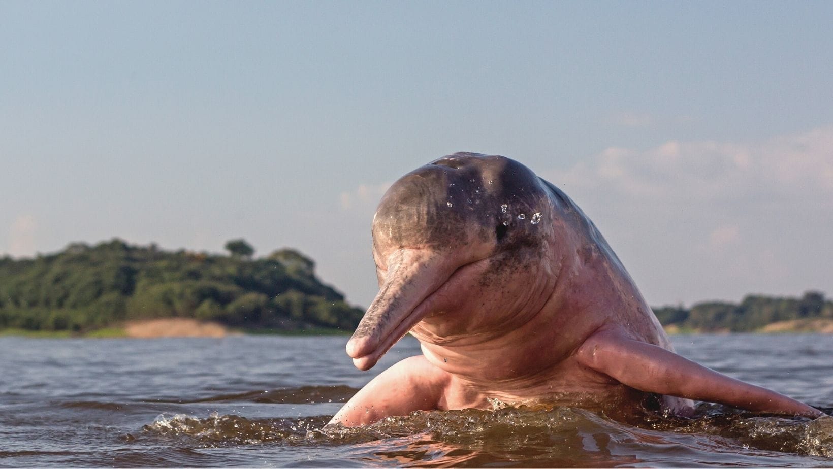 Pink dolphin in Amazon, Brazil.