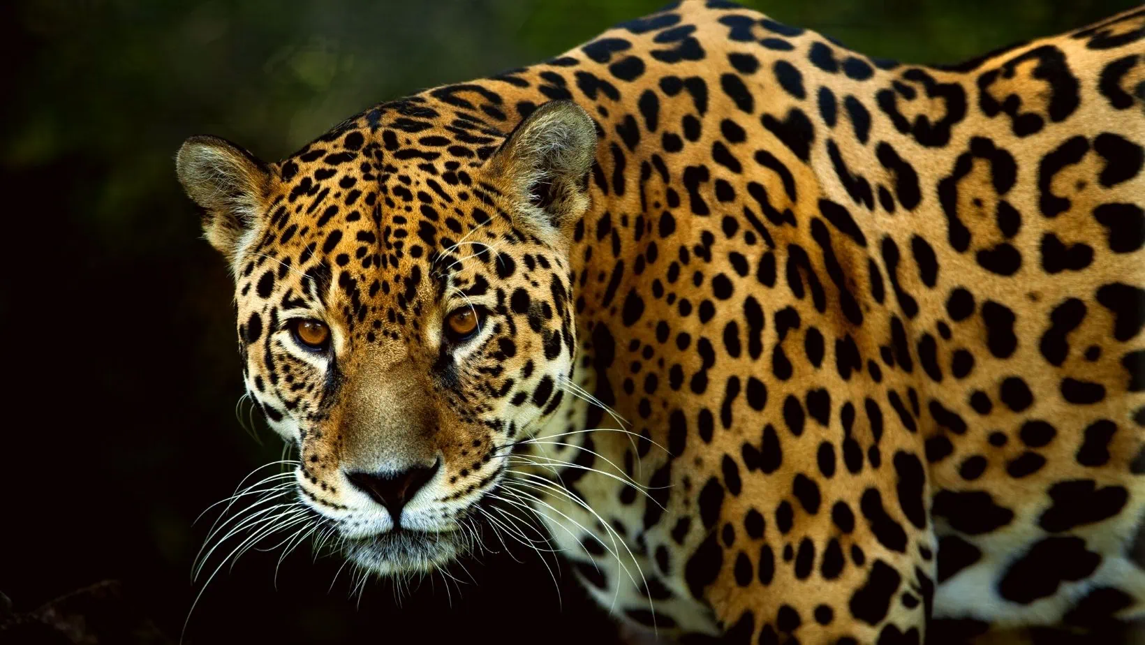 Wild jaguar in the Amazon, Brazil.
