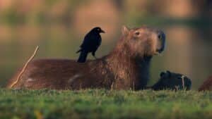 Capybara resting in the Pantanal, Brazil.