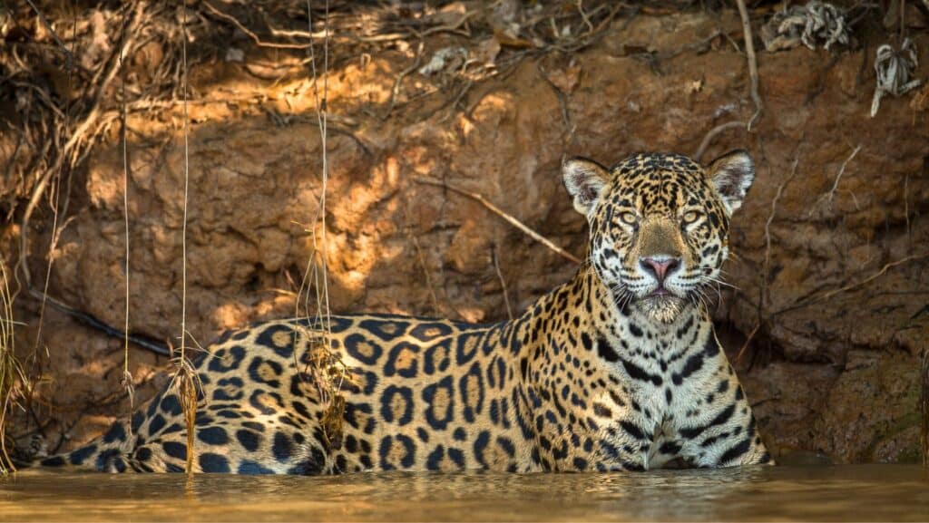 A wild jaguar in the Pantanal, Brazil.