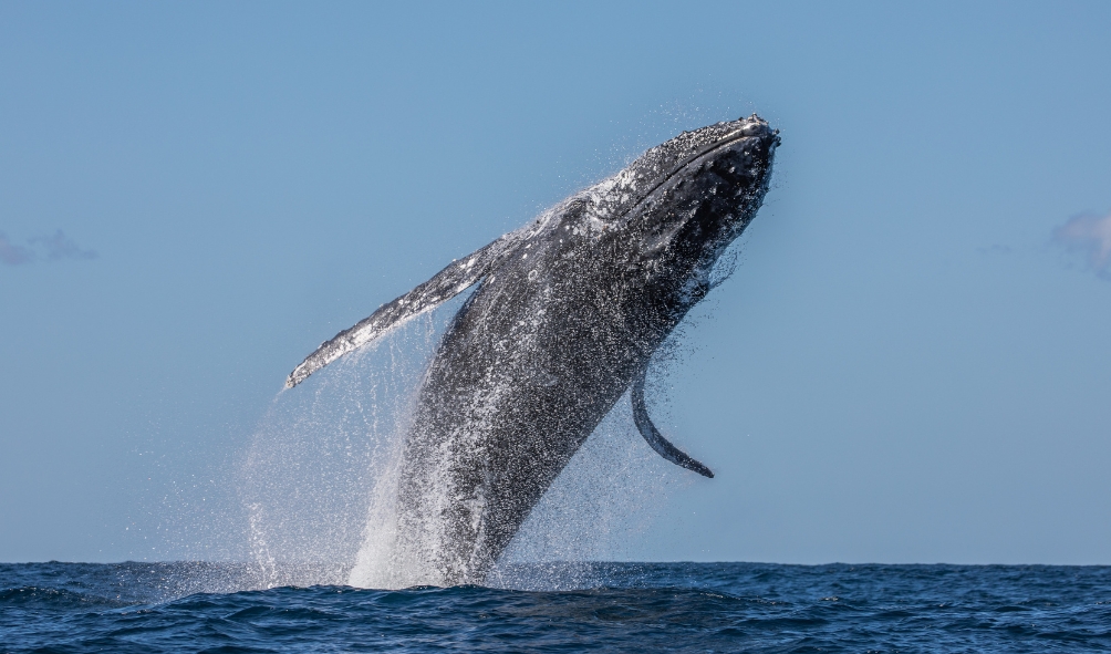 Embark on a unique journey with our yacht tour for humpback whale watching. Witness the grandeur of these majestic creatures in Brazilian waters, an experience that will stay with you forever.