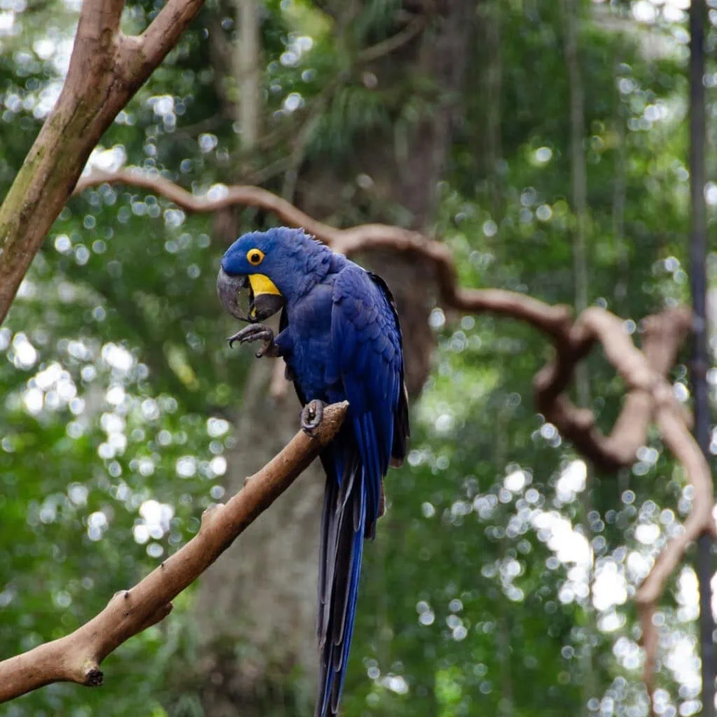 1080x1080px Brazil Exclusive Travels - Destination Page - Iguazu Falls