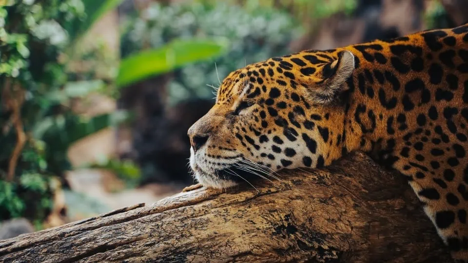 960x540px Cover - Brazil Exclusive Travels - Destino Page - Pantanal