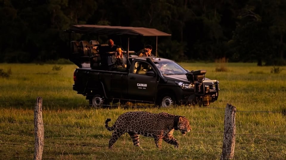 Pantanal - Caiman - brazil exclusive travels (2)