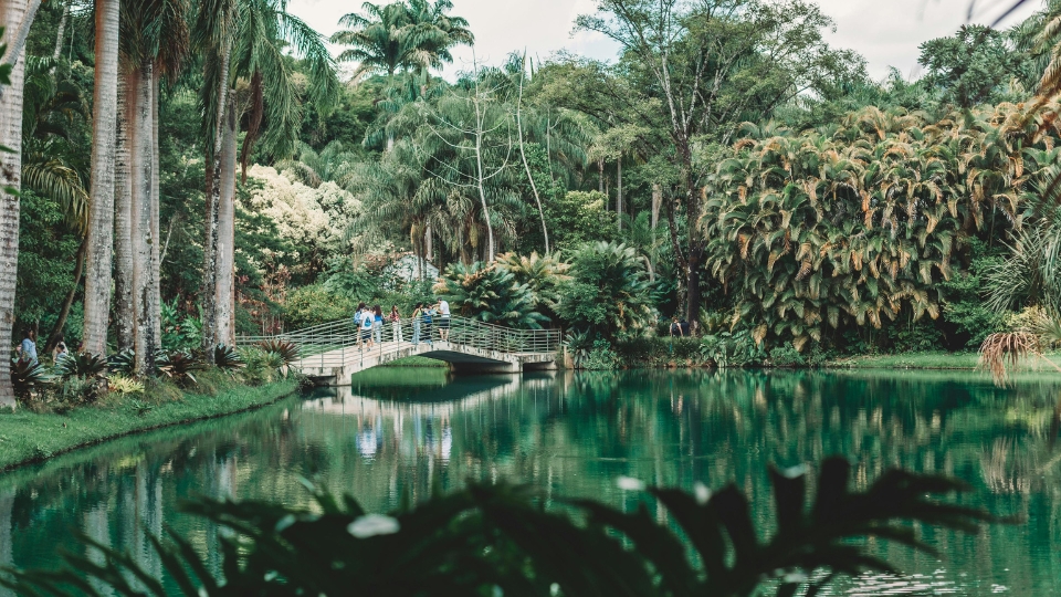 17 Botanical garden at Inhotim featuring tropical plants and curated landscapes, reflecting the museum’s role as both a contemporary art institution and a major botanical reserve in Minas Gerais.