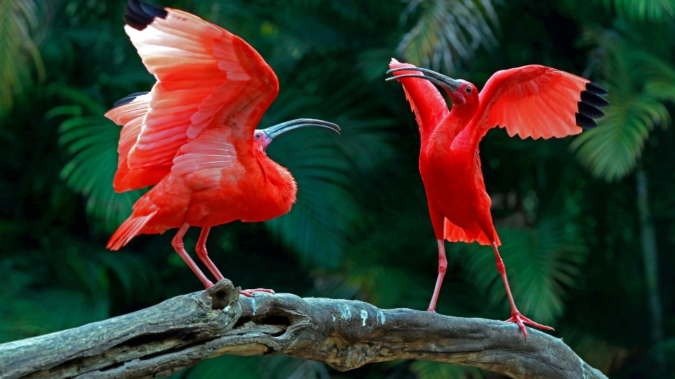 Scarlet Ibises: Witnessing One of Brazil’s Most Remarkable Wildlife Spectacles
