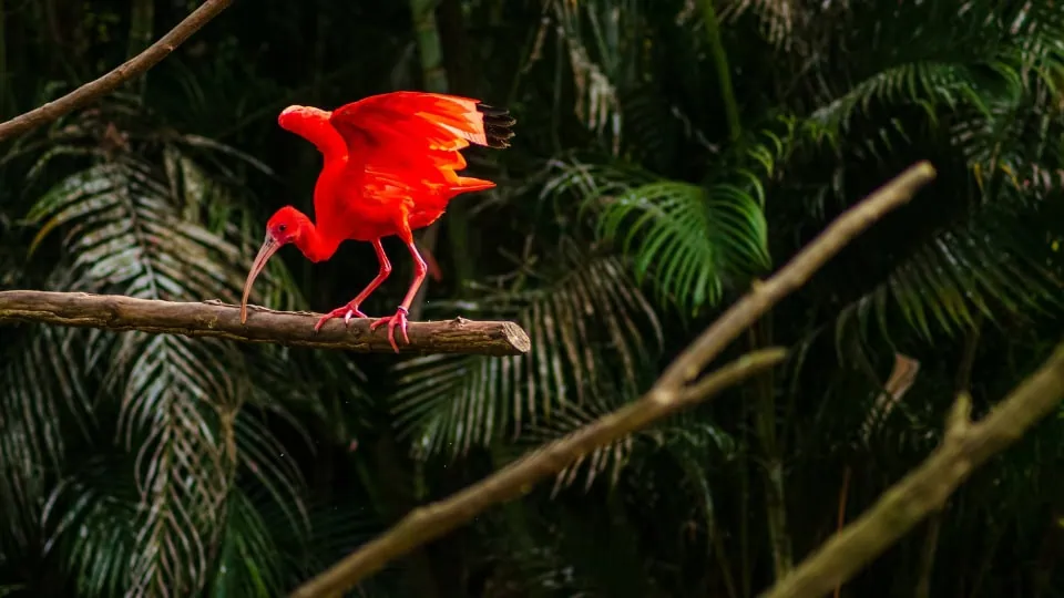 Blog - Parnaíba Article - 960 x 540 px (5) Scarlet ibis, the guará