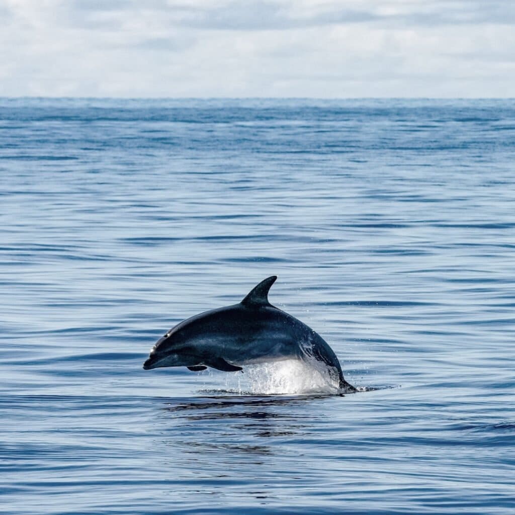 Experience - Dolphin Watching Fernando de noronha - page image 1080x1080px