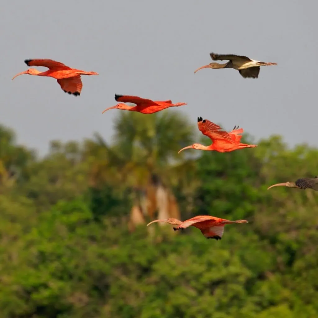 Experience - Flight of the scarlet ibises_Route of Emotions- page image 1080x1080px (6)