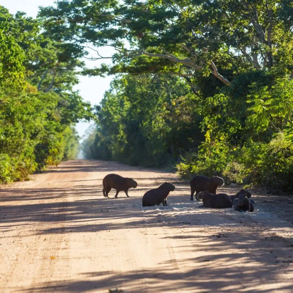 Experience -Pantanal safari experience_Pantanal- page image 1080x1080px (3)