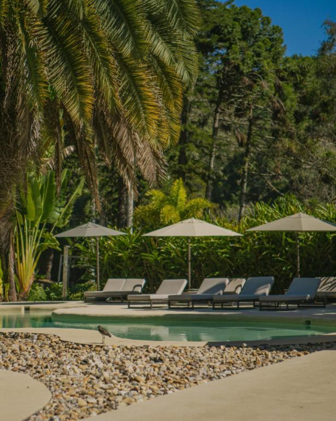 Poolside lounge chairs with umbrellas surrounded by lush tropical greenery in Brazil.